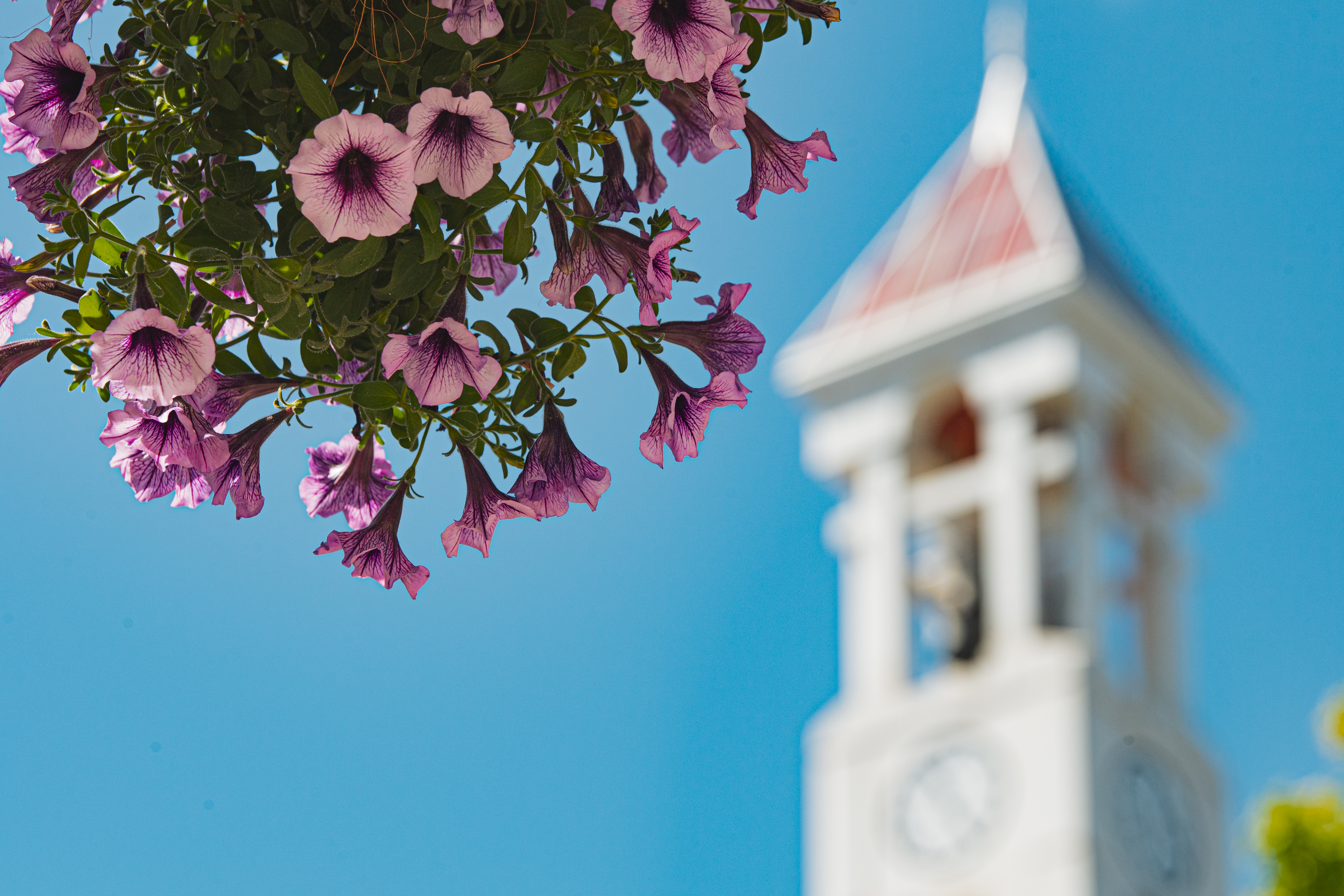 Purple flowers hanging in front of the Bell Tower